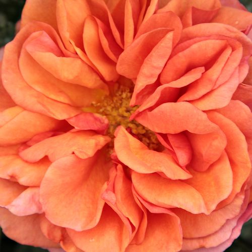 rendelésRosa Jaipur™ - nem illatos rózsa - Csokros virágú - magastörzsű rózsafa - narancssárga - Mogens Nyegaard Olesen- bokros koronaforma - Élénk narancsszínű, nagyvirágú kompakt ágrendszerű rózsafa.